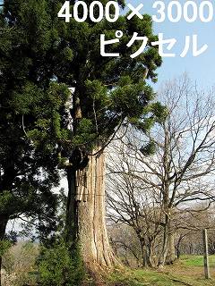 31
