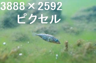 44