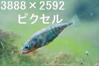 46