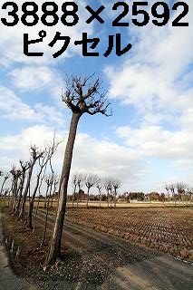 46