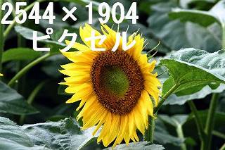 52